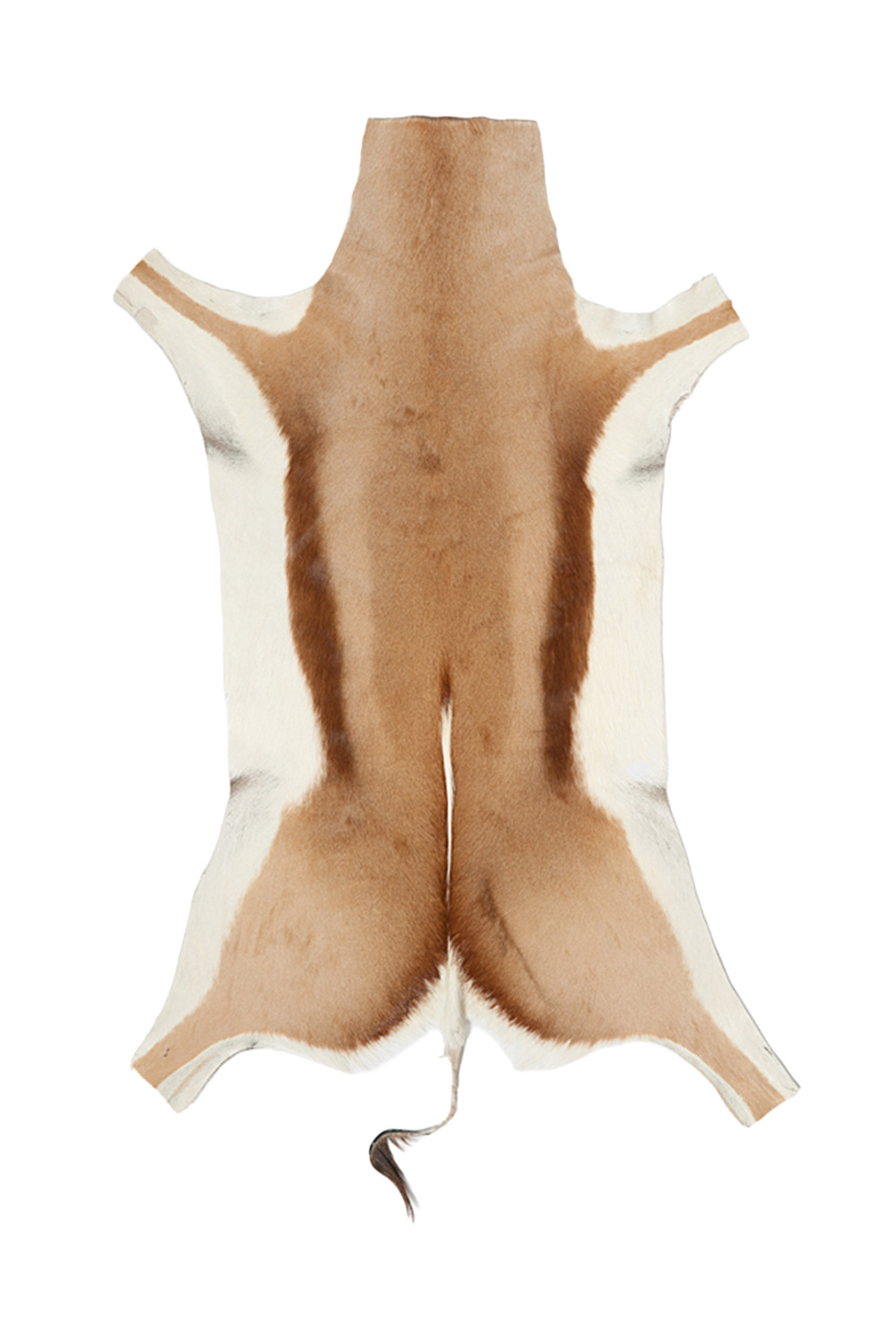 Blana decorativa de antilopa africana Springbok 997 `