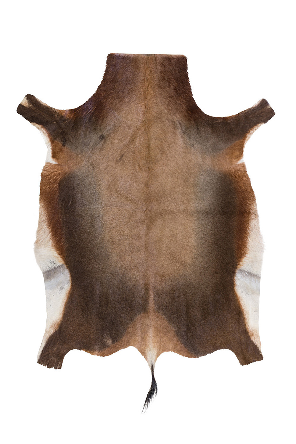 Blana decorativa de Blesbok 997-5
